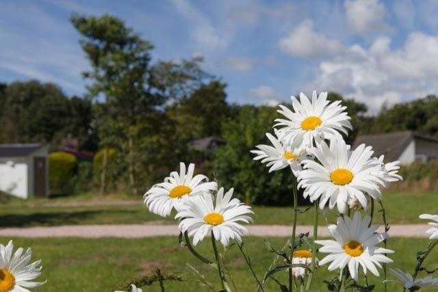 Safaritent Glamping Tent Nabij Sint Maartenszee Otel Sint Maartensvlotbrug Dış mekan fotoğraf